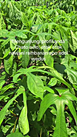 #CapCut ijo royo-royo ora bingung golek pakan 👌 Solusinya tanam bibit telo papua pembelian bisa lngsung wa/dm  #kambing #pembibitan #fyp 