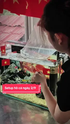 Cùng em setup hồ cá đón đại lễ Quốc Khánh ngày 2/9 nha các anh ơi #aoxyzyme #quốckhánh#concertquocgia#Consamquockhanh #Xuhuong 