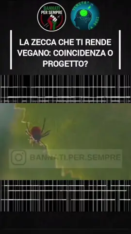La zecca che ti rende vegano: coincidenza o progetto? Un solo morso della zecca Lone Star può scatenare la sindrome da alfa-gal, un’allergia che ti rende intollerante a carne rossa e latticini. 👉 Negli USA si stimano oltre 450.000 casi. 👉 Nuovi focolai sono comparsi persino a Martha’s Vineyard, meta delle élite globali. 👉 L’espansione di questa zecca viene “spiegata” con il cambiamento climatico, lo stesso alibi usato per giustificare ogni nuova emergenza. Ma la domanda è: davvero tutto questo è frutto del caso? O ci troviamo davanti a un altro tassello di un disegno più grande, in cui perfino la nostra alimentazione viene indirizzata dall’alto? 🤔 ⚠️ Oggi è una zecca. Domani cosa sarà? #Zecca #LoneStarTick #AlphaGal #AllergiaCarne #Controllo 