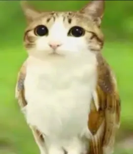 ok. #cat #meme #meowl #cute #silly 