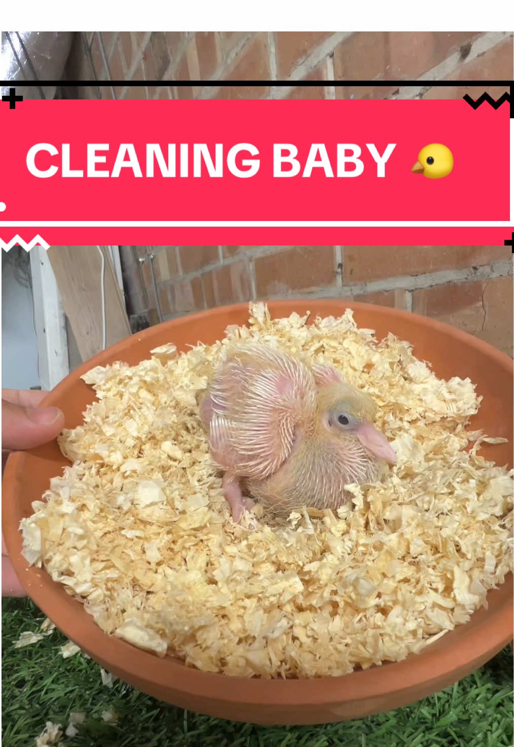 Nearly at the end of breeding season now #pigeon #birdtok🦜 #pigeontok #babypigeon #pigoennest 