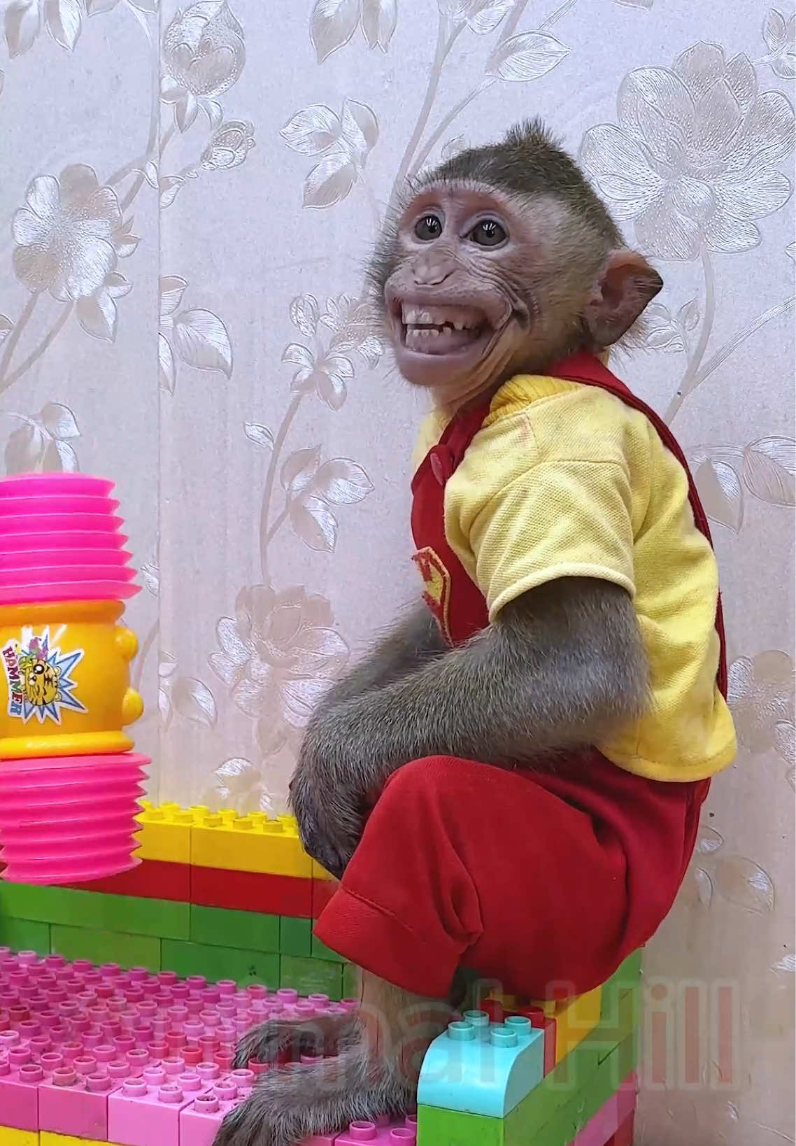 there is understanding here, Monkey Nana is hard to explain🐒🙉🥰#usa_tiktok #fyp #NANa #animalhouse #monkey 