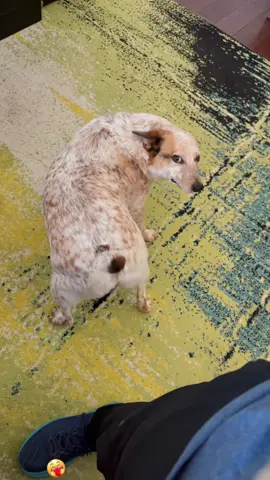 Best dog dance🥰#funnydog #funnyvideos #dogsoftiktok #lovedog #foryou 