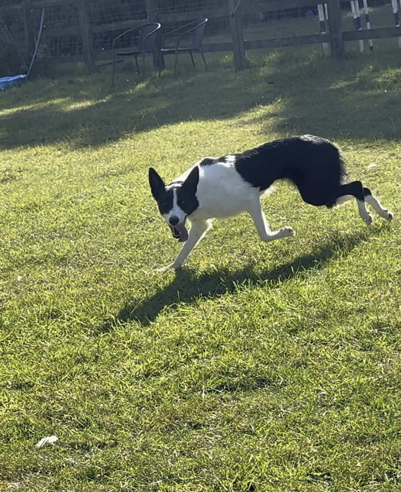 Ellie bringing the Hebs in this morning 🔥🔥 #touchangobordercollies #dogsoftiktok #bordercollie #lovedogs #youngdog #sheepdog #sheepdogtraining #workingdog #dog #dogswithjobs #farm 