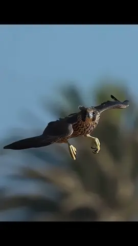 #animalworld #tiktok #Animal #foryou 