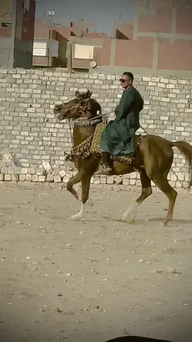 #خيل_وخياله🐎🖤الصقر🦅 بطل💪الحاجر☝️ابو-الحفاااتر🐴✌️@جلال ابو الحاج حمدان ❤️‍🔥 @(@وزير$$السعادة@) @Hamo Atef @محمود اب نور 