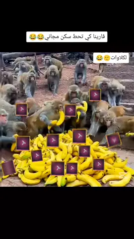 ڨارينا كي تحط سكن مجاني 😂#greenscreen #جزائري🇩🇿 #الشعب_الصيني_ماله_حل😂😂 #freefire #فري_فاير @𝐹𝓍 𝑅𝒜𝑀𝐼 @𝐹𝓍 𝑅𝒜𝑀𝐼
