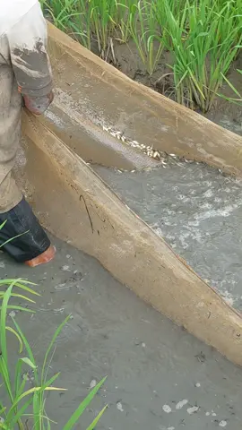 @Lồng Chim Văn Tây 