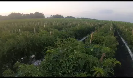 #petani #fyppppppppppppppppppppppp