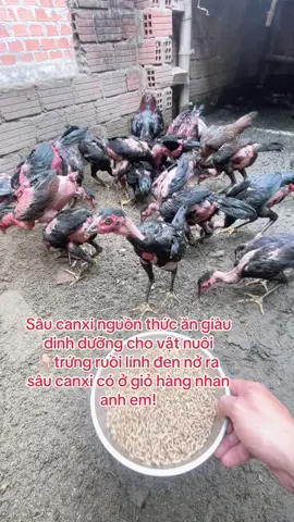 Sâu canxi nguồn thức ăn giàu dinh dưỡng cho vật nuôi  👇🏻trứng ruồi lính đen nở ra sâu canxi có ở giỏ hàng nhan anh em!#anh2bi #viral #sâu_canxi #gàchọi 