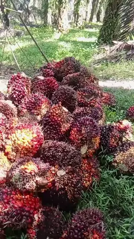 #fyppppppppp#pejuang#rupiah#