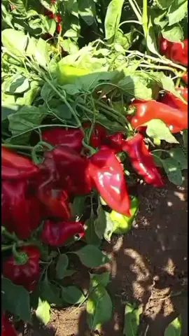 #🌶️ 