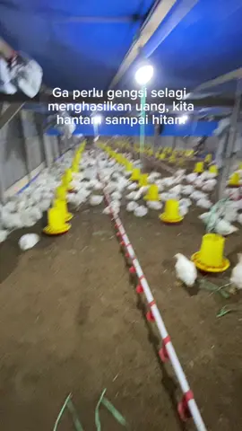 Bismillah Masamba lagi di7#ayamkonten #fyppppppppppppppppppppppp #kuririayam #semangat #deriver_indonesia 