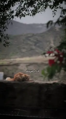 #جرح_شوكي_غميج_وما_وكف_نزفه💔#تقبلون_حسابي_ضعيف #محضور_من_الاكسبلور_والمشاهدات 