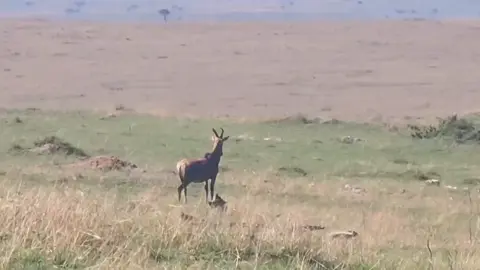#wildifeanimals #AnimalLife #wildife 