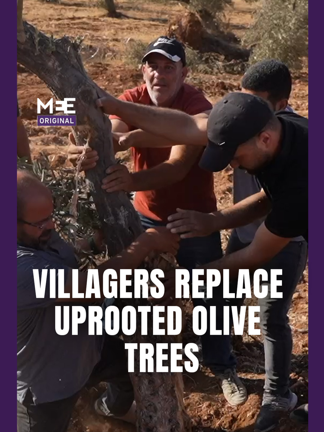 In the occupied West Bank, Palestinian residents are responding to Israeli settler attacks on their olive groves by planting new trees for every one that is cut down. Communities continue this practice to protect their land, heritage, and livelihoods. Replacing uprooted trees shows their determination to stay rooted, making sure that the loss of a single tree does not weaken their connection to the land. In villages like Abu Falah, planting new trees has become a symbol of continuity and steadfastness amid ongoing Israeli attacks.
