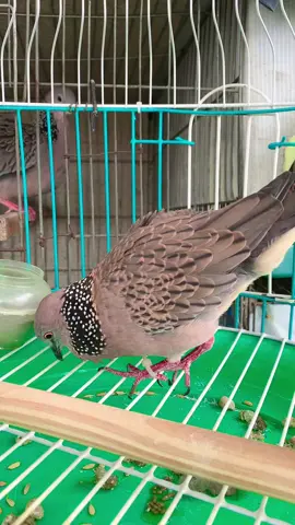 Như con cọp mà gặp cọp cái là chỏng đít 