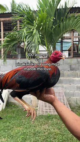 thanks love #backyardbreeders #muntingmanukan #fyp #viral #fyppppppppppppppppppppppp 