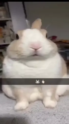 drainbunny . . . #fyp #draingang #الشعب_الصيني_ماله_حل😂😂 #viral #trending 