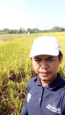 pengubinan di titik KSA kelompok tani nante jaya hasil ubinan 6,6 kg #penyuluhpertanian #ppl #kementan #pertanian #tani 