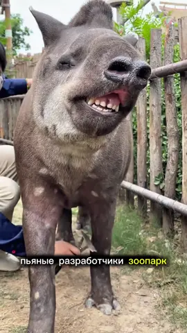 Тапир — мастер по жратве всего что плохо лежит. #животные #animals #тапир #факты #вреки 
