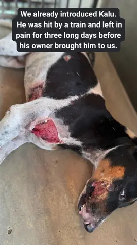 Kalu‘s Story inspires us everyday 💛🐾  #dogrescue #animalwelfare #dogvideo #doglovers #rescuedogs 