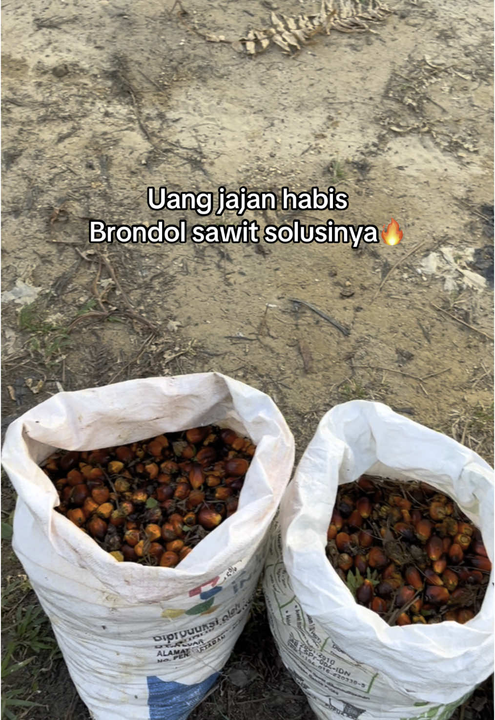 Merahnya brondol sama dengan dengan merahnya uang 100🔥#fyp #fypシ゚ #fypシ゚viral #fypage #fouryou #fypdongggggggg #sawit #kulisawit #petanimudasukses 