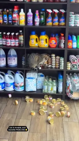 My cat is an asshole🤣🤣#funnycats #funnyanimals #petvideos #cat #catsoftiktok #fyp #usa #longervideos