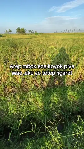 #peternak #peternaksapiindonesia #ngaritsukettttt #fyppppppppppppppppppppppp #masukberandamuu 