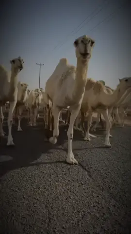 #الوضحا_الشناح #مشاهدات #شعر 
