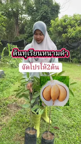 #ต้นทุเรียนหนามดํา 