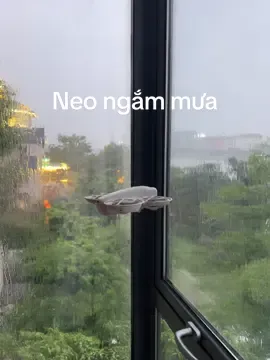 Mưa với chả gió#djineo #mưa 