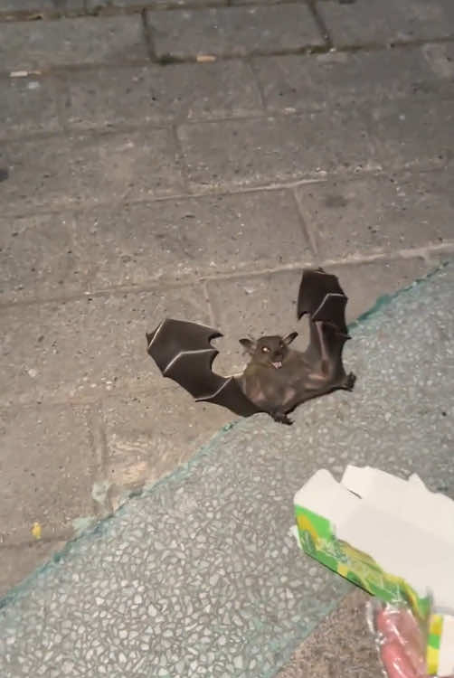 Happy bat#funnybat #bat 