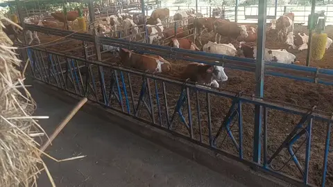 özgür olmayan her canlı gergin ve streslidir bu hayvanlar mera hayvanıdır bunları hapsettik kimse hayvana sormadı ne istiyorsun diye #özgürlük #inek #keşfet #farm #fffffffffffyyyyyyyyyyypppppppppppp 