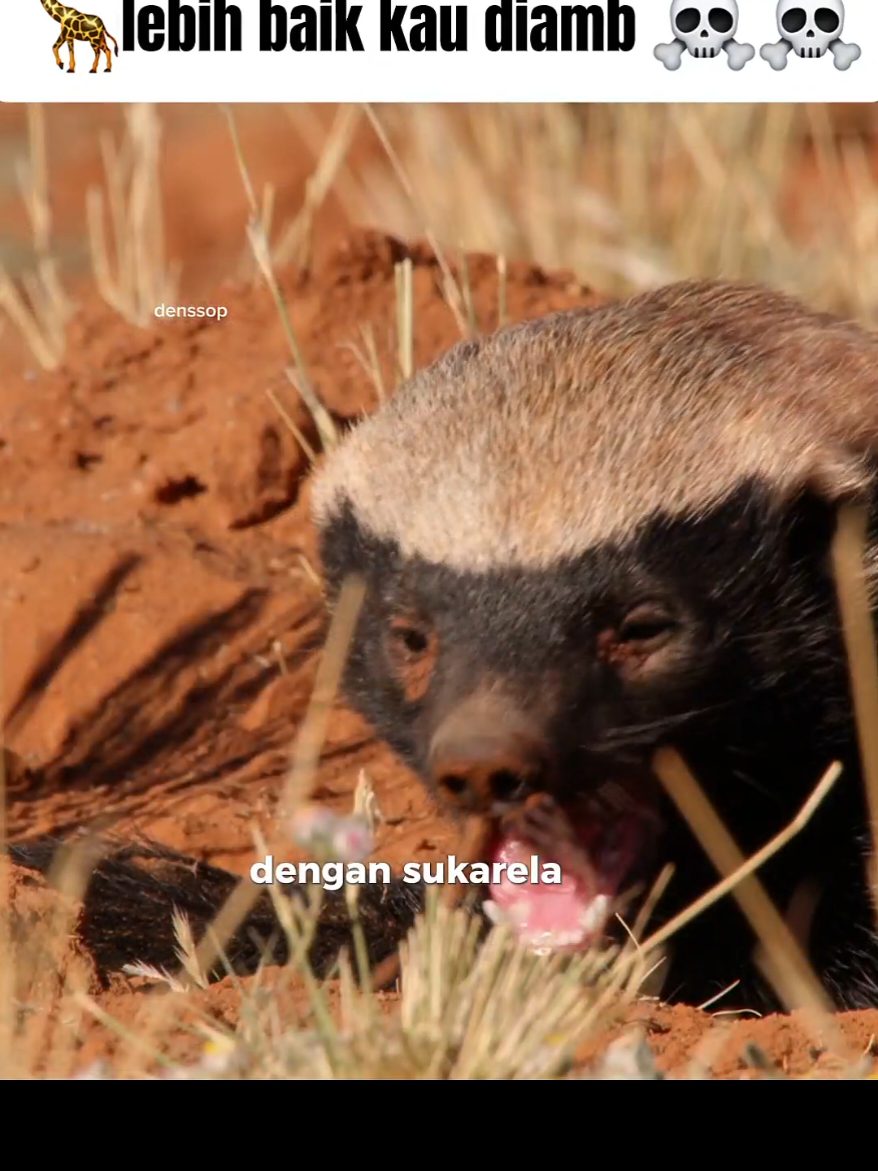 honey badger kang mukbang alam liar #denssop #ceritahewan 