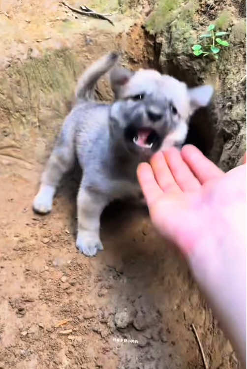 Don't touch me if you don't have any spiritual fluid#dog #puppy #nativedog #RuralDog #cutepet 