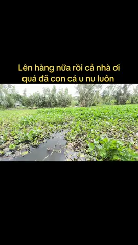 Bãi câu mới nữa nhé cả nhà 