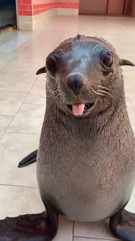 Seals are so cute.🦭#seal#sealife #funny#for#foryou #fyp #foryoupage #funnyvideo #cute #silly#pet #animal #usa