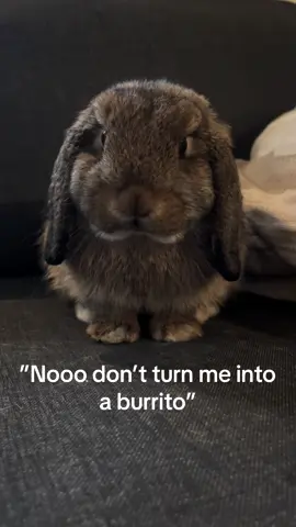 Burrito bunny! #bunny #fyp #minilop #petbunny #cutebunny 