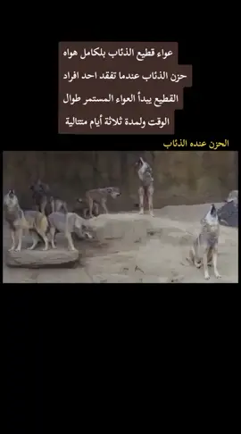 #الحزن عنده الذئاب هواه العواء عندما تفقد احد افراد القطيع يبدأ العواء المستمر طوال الوقت لمدة ثلاثة أيام متتالية #