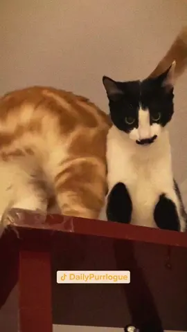 #cat #catsoftiktok #funnycats #catlovers 