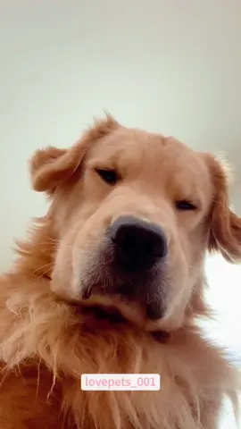 “Good morning! It’s time to get up.”#goldenretriever #goldenretrieverlife #dog #dogs #dogsoftiktok #funny #foryou #funnyvideos #viral #usa #fypシ #funnytiktok #fyp #cute 