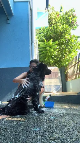 Fresh zeke boy 💖 #dogsoftiktok #dog #fyppppppppppppppppppppppp 