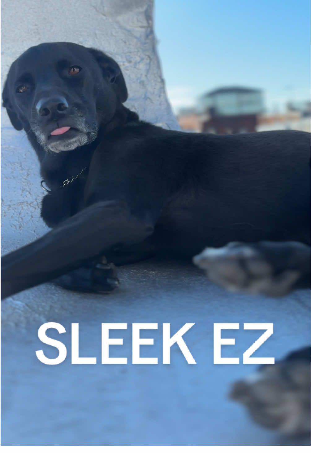 The ultimate shedding tool for all your pet needs right here. #sleekez #sleekezgrooming 