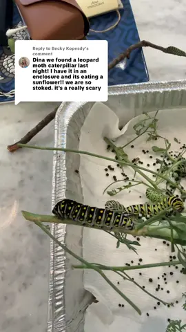 Replying to @Becky Kopesdy #easternblackswallowtail #caterpillar #butterflies 