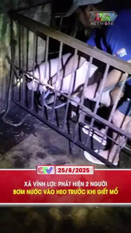 XÃ VĨNH LỢI PHÁT HIỆN 2 NGƯỜI BƠM NƯỚC VÀO HEO TRƯỚC KHI GIẾT MỔ #dthcamau #truyenhinhcamau #mcv #news #tiktoknews #socialnews #xuhuong