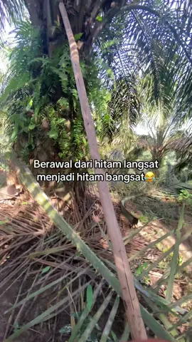 😂😂 #perintis #anakmuda #sawitontiktok #sawitindonesia #jambitiktok 