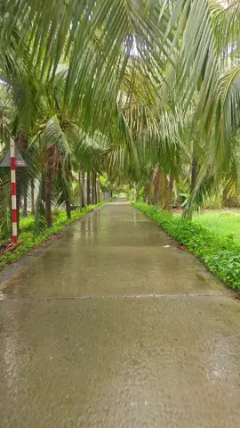 có những buổi chiều mưa ngâu a lặn lội đồng sâu #71bentre_xinchao🌴 #canhdepthiennhien #binhyen #canhdep #viral 