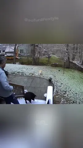 #funnymoments #funnytiktok #funnyvideoscomedy #funnypets #funnycomedy 
