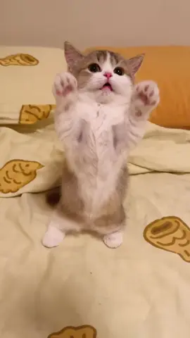 #cat #foryou 